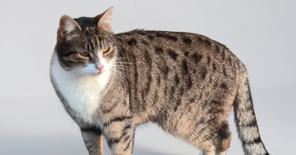 U Velikoj Gorici nestala mačka Sivka, vlasnici nude novčanu nagradu