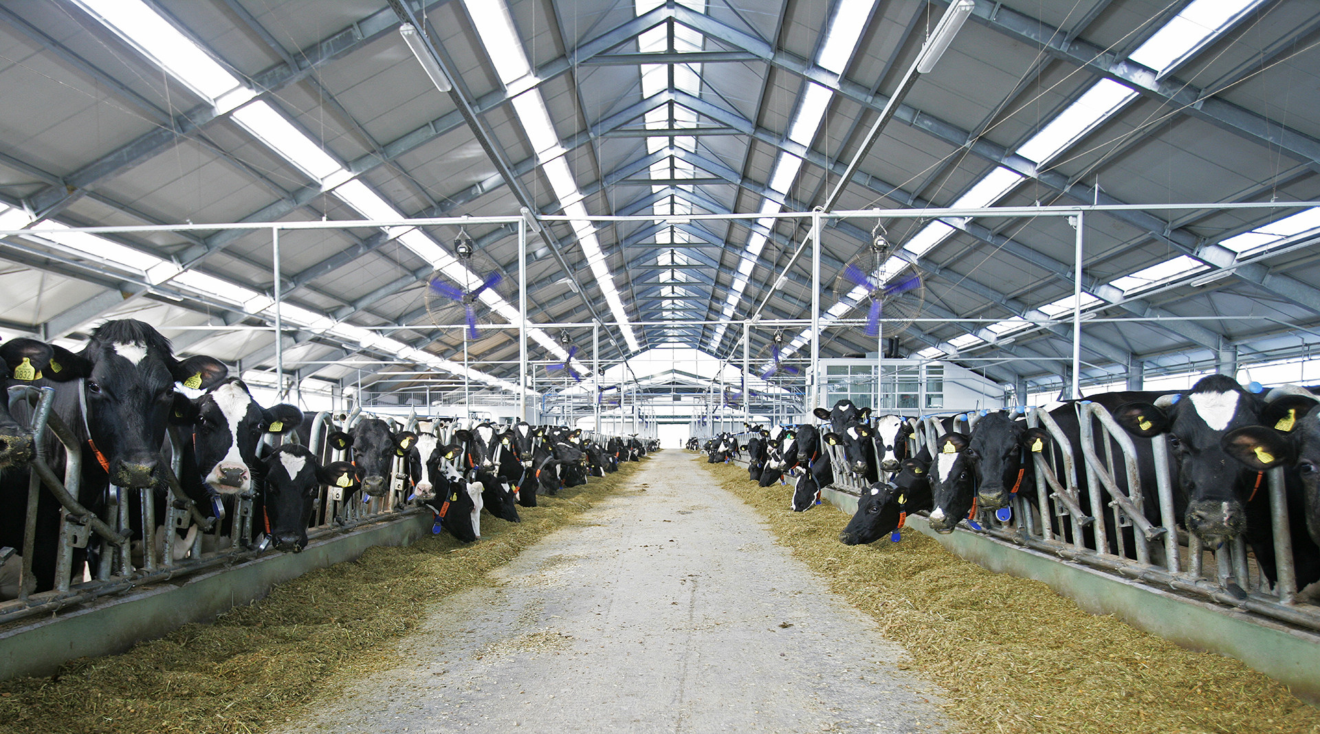 Podravka Agri širi brend ABC i donosi proizvode od 100 posto domaćeg mlijeka