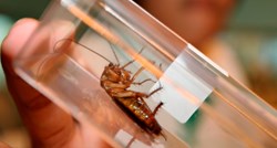 Engleski ZOO: Na Valentinovo nazovite žohara po bivšem partneru