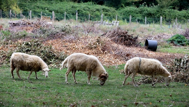 Ženi u Brinju netko ukrao šest ovaca i tri janjeta