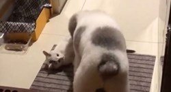 Mačka lutalica već tri mjeseca posjećuje dom neznanca radi igre s njegovim psom