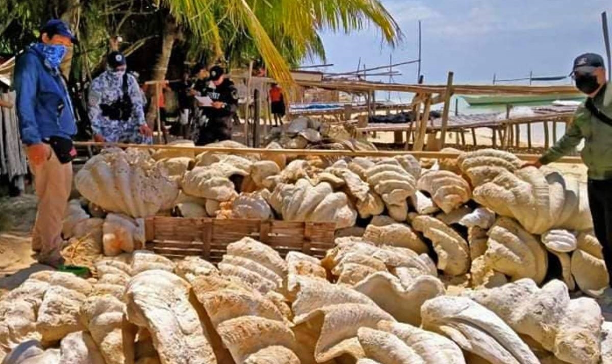 Na Filipinima zaplijenjeno 200 tona divovskih školjki
