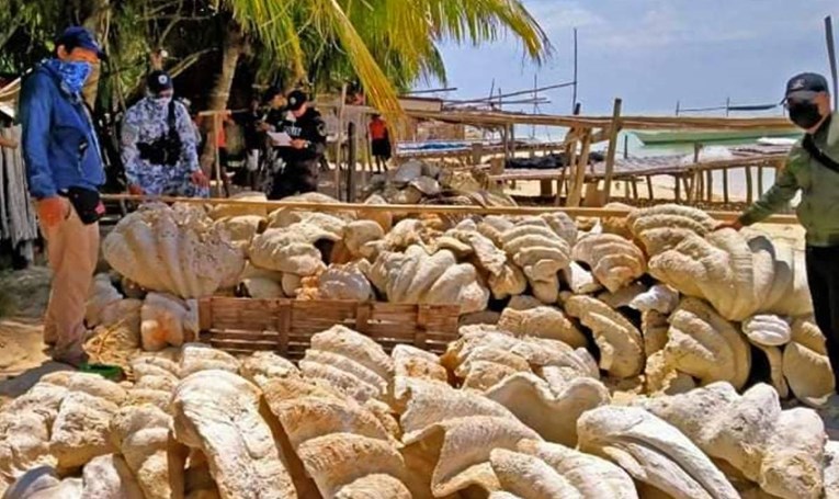 Na Filipinima zaplijenjeno 200 tona divovskih školjki, vrijede 25 milijuna dolara