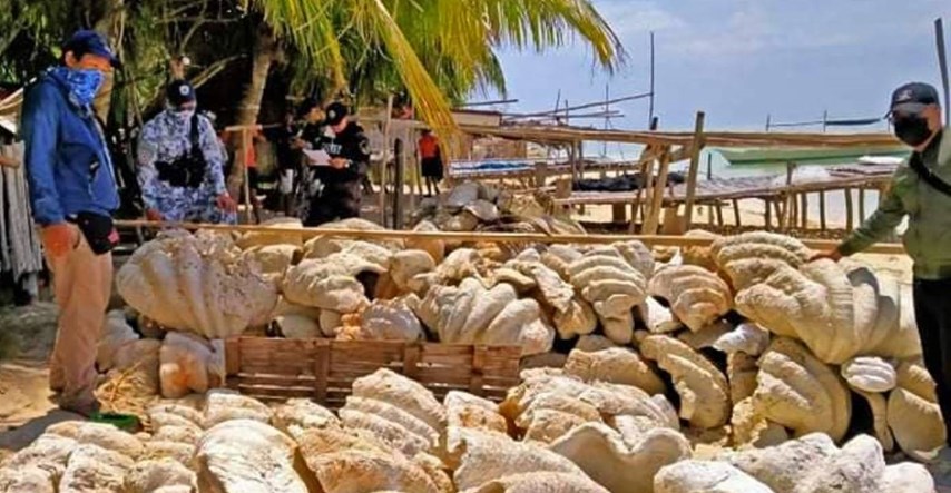 Na Filipinima zaplijenjeno 200 tona divovskih školjki