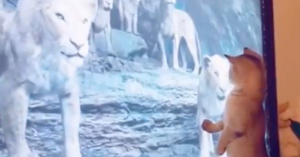 Mačka gledala dokumentarni film i pravila se važna, a onda se pojavio mužjak lava
