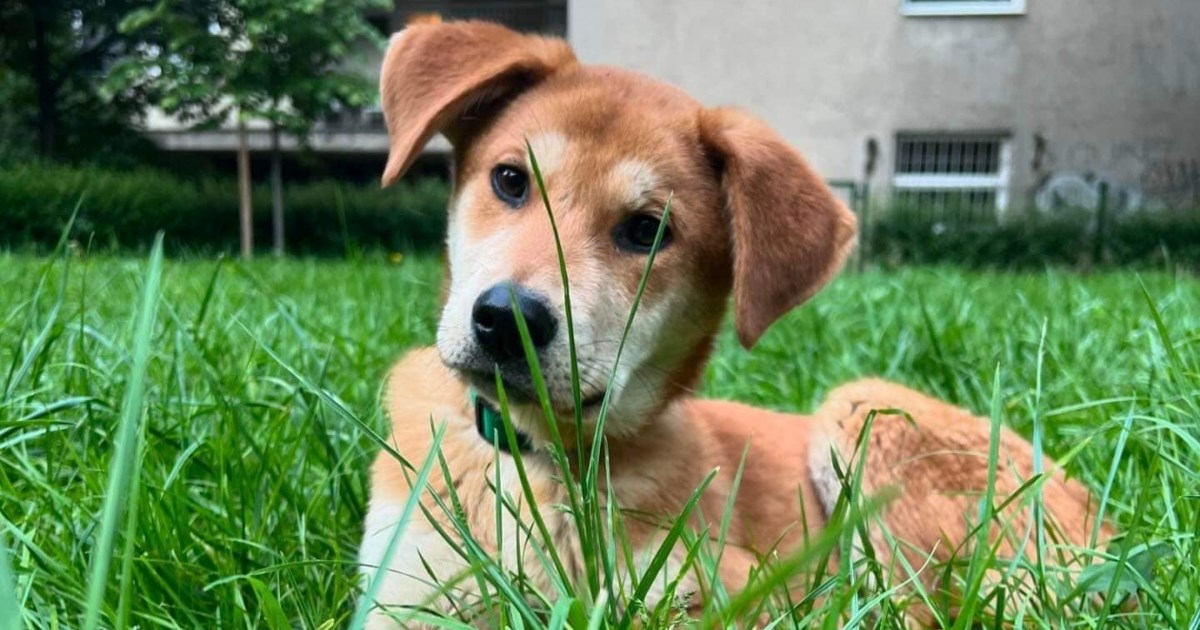 Preslatki Machiko traži udomitelja ili čuvalicu, naučen je na kućni red