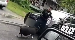 Svinja se htjela družiti s policajkom, ona se tako prepala da se popela na auto