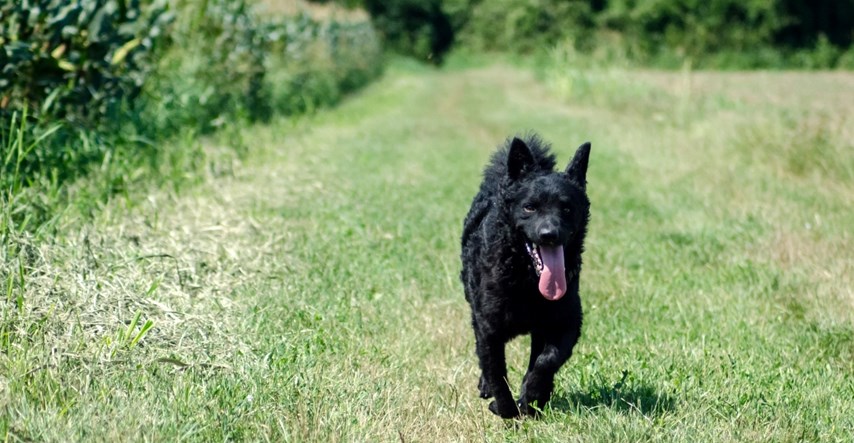 Hrvatska se može pohvaliti s čak sedam autohtonih pasmina pasa. Evo koje su to