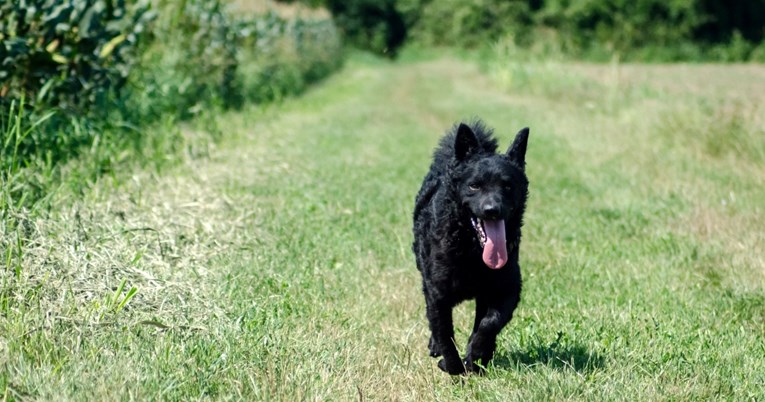 Hrvatska se može pohvaliti s čak sedam autohtonih pasmina pasa. Evo koje su to