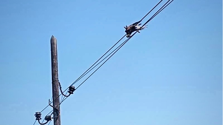 Požar na Mljetu stavljen pod nadzor. Uzrokovala ga je ptica