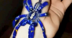 Prekrasna plava tarantula sliči na igračku, ali malo tko bi se igrao s njom