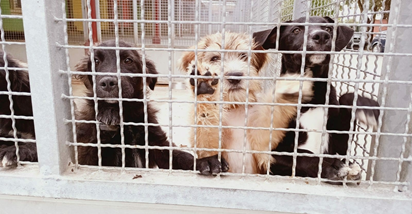Azil: Psi koji žude za svojim ljudima su svjesni da moraju privući vašu pažnju
