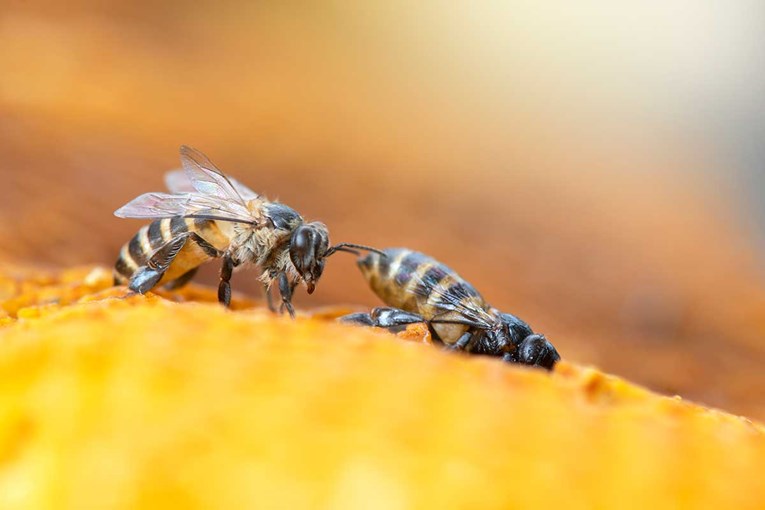 Bumbari su u problemima. Pesticidi oštećuju njihove mozgove dok su još ličinke