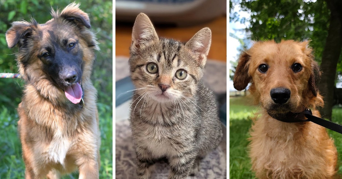 Jenny, Krešo i Blake samo su neke od njuškica koje u azilima čekaju dom. Pomozimo im