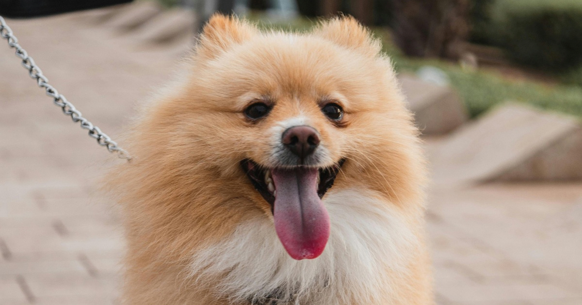 Veterinarka otkriva što psima treba za sretan život