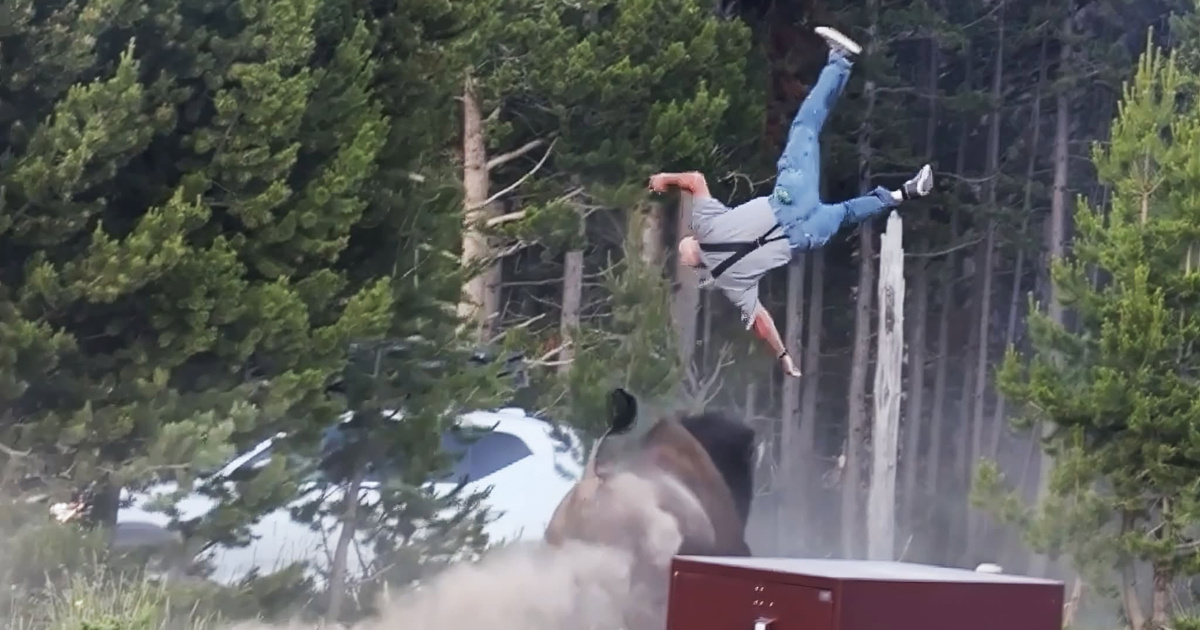 VIDEO Bizon u Yellowstone bacio turista 2,5 metra u zrak