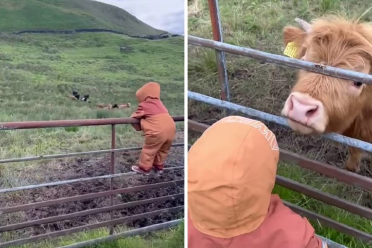 VIDEO Stado krava pozdravilo dječaka na ogradi, prizor je dirljiv