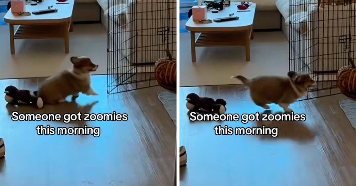 Vlasnik snimio trenutak u kojem je psić imao nalet energije i posvuda trčao