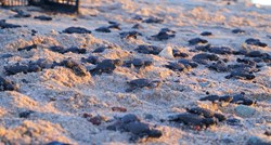 300 morskih kornjača pronađeno mrtvo na meksičkoj obali