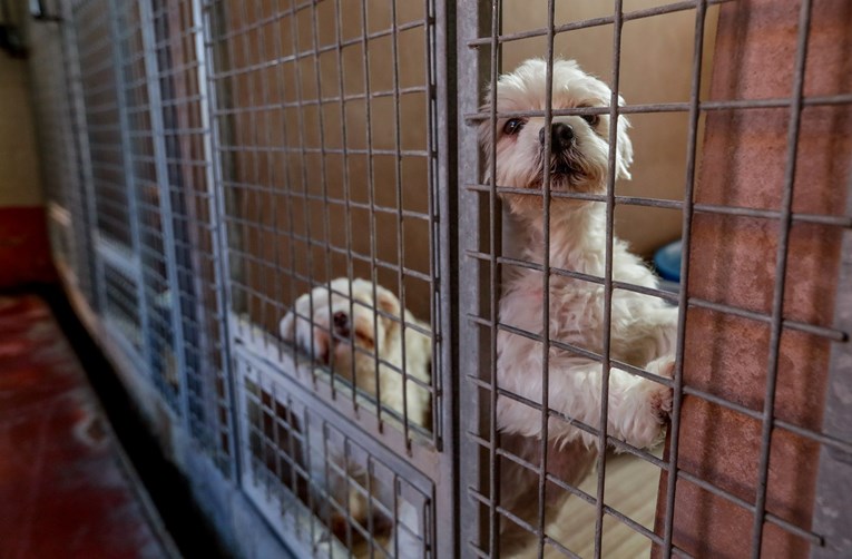 U Belgiji za vrijeme karantene poraslo udomljavanje pasa