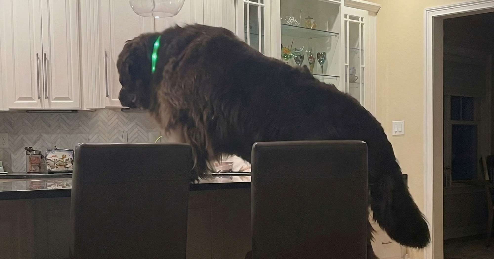 VIDEO Pametna kujica snimljena kako se snalazi da bi se popela na stol