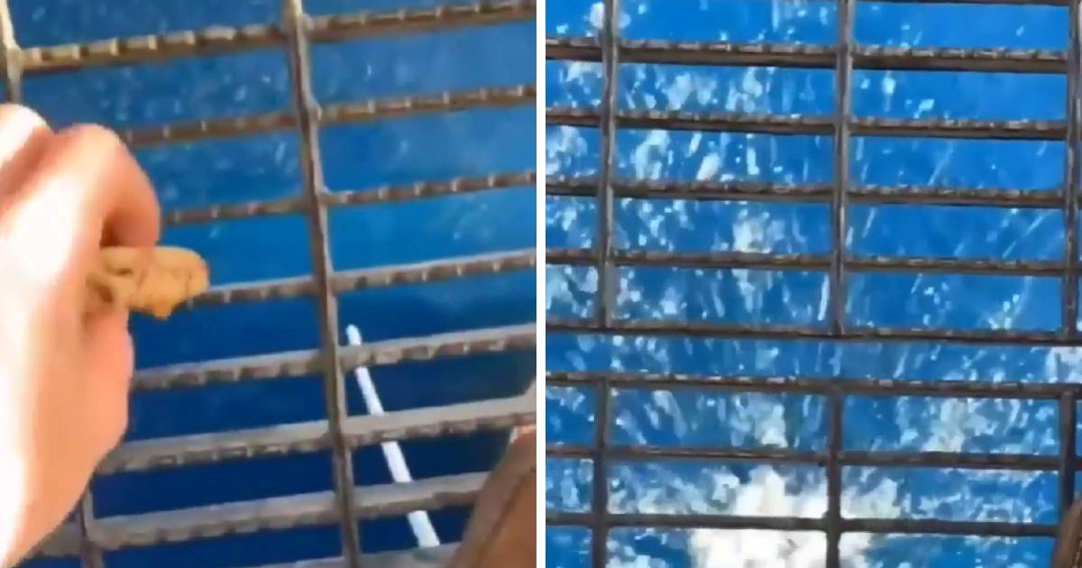 VIDEO Bacio je komadić hrane s naftne platforme, prizor iz oceana zgrozio je internet