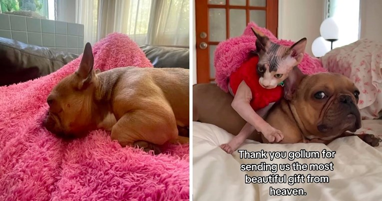 Pas je pao u depresiju nakon smrti mačka, evo kako je reagirao na novu mačku