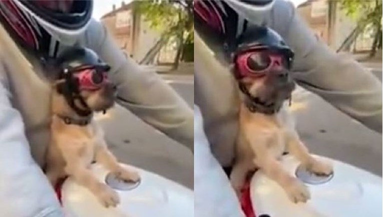 Pas se u Splitu provozao na motoru i privukao pozornost zaštitnom kacigom i naočalama