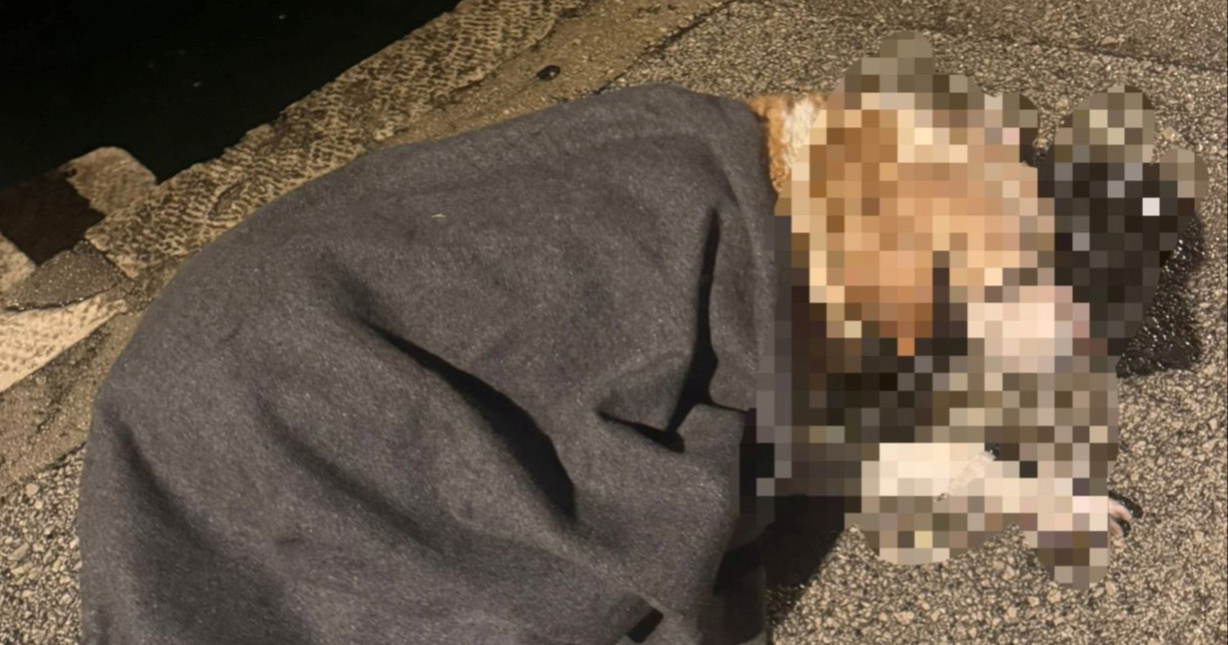 Korčulanski vatrogasci u zoru spasili psa iz mora