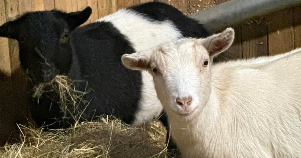 Dvije koze koje su ukradene s jedne farme u Engleskoj napokon su vraćene kući