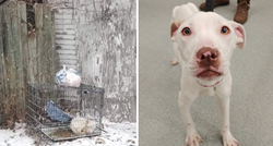 Božićno čudo: Oporavio se mršavi pas ostavljen u kavezu na debelom minusu