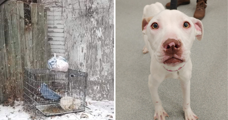 Božićno čudo: Oporavio se mršavi pas ostavljen u kavezu na debelom minusu