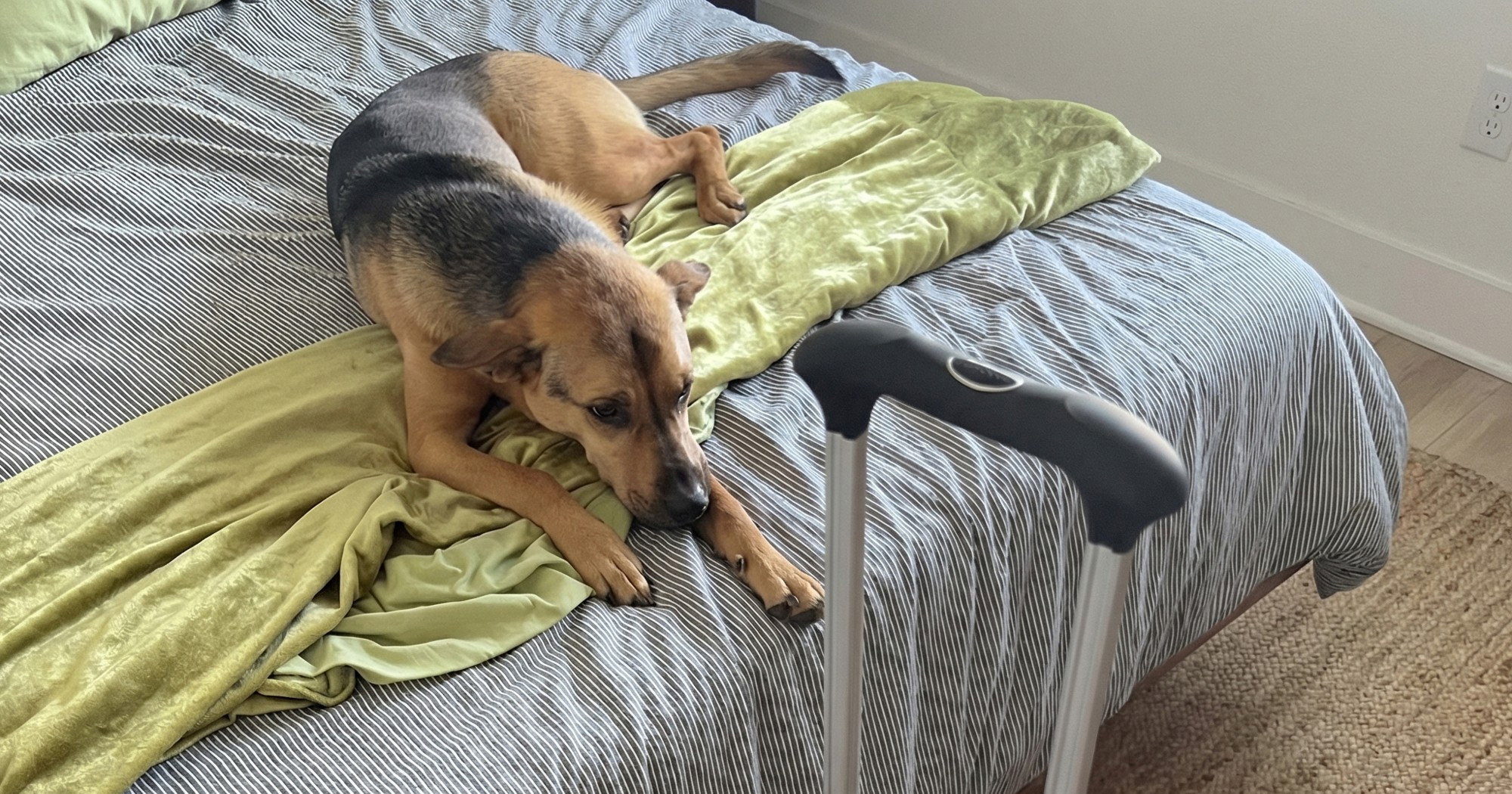 VIDEO Ponašanje psa se promijeni za čas kad vidi što je vlasnik donio sa sobom u sobu