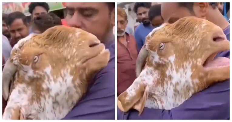 Koza koju je vlasnik upravo prodao gura mu se u zagrljaj i plače poput čovjeka