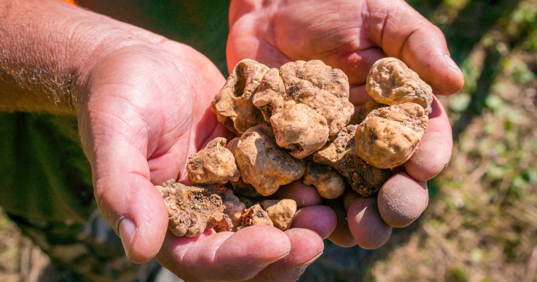 Sezona bijelog tartufa u Istri počinje ove subote, održavat će se razna događanja