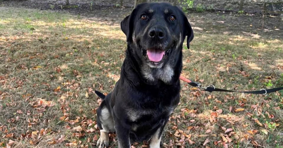 Zaigrana, vesela i prava velika maza: Tara ima četiri godine i traži dom