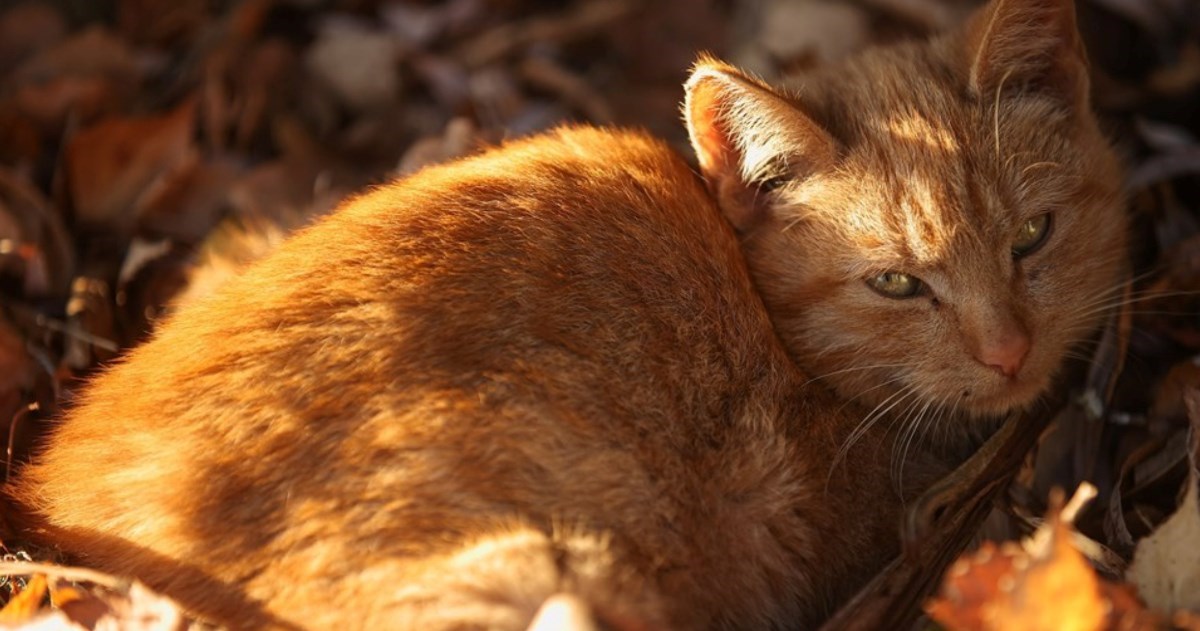 Znanstvenici otkrili kako komunicirati s mačkama