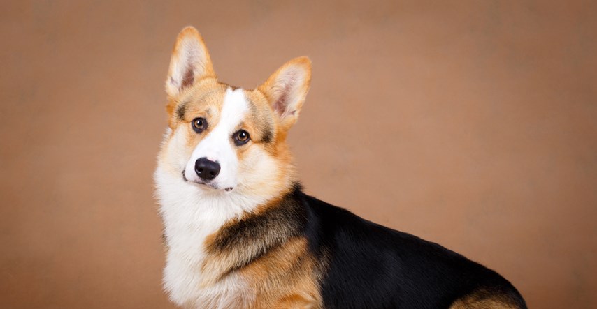 VIDEO Korgiji su najslađi mali psi koji će vam uljepšati život