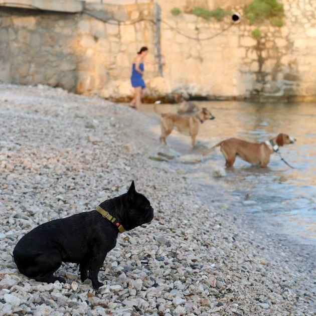 Ovo je popis plaža u Hrvatskoj na kojima je dozvoljen ulaz kućnim ljubimcima