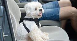 Istraživanje pokazalo da pas u automobilu potiče na sigurniju vožnju