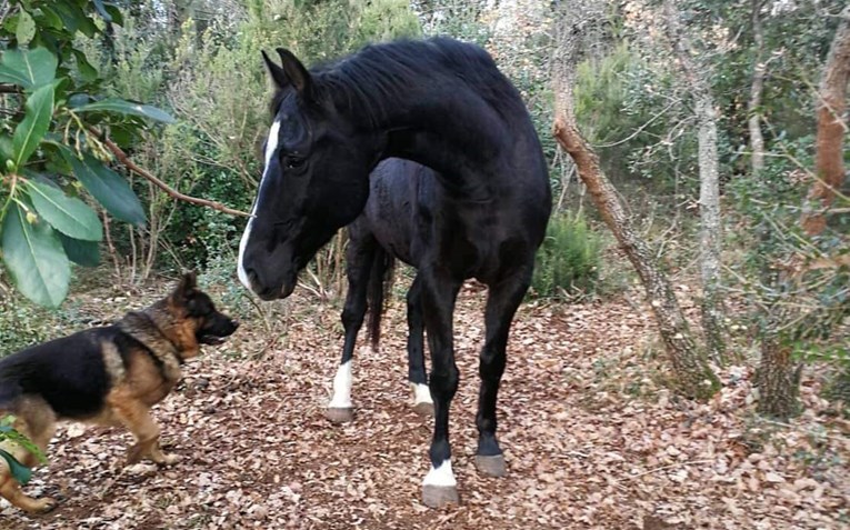 Pronađen je konj koji je nestao na području Istre, evo u kakvom je stanju