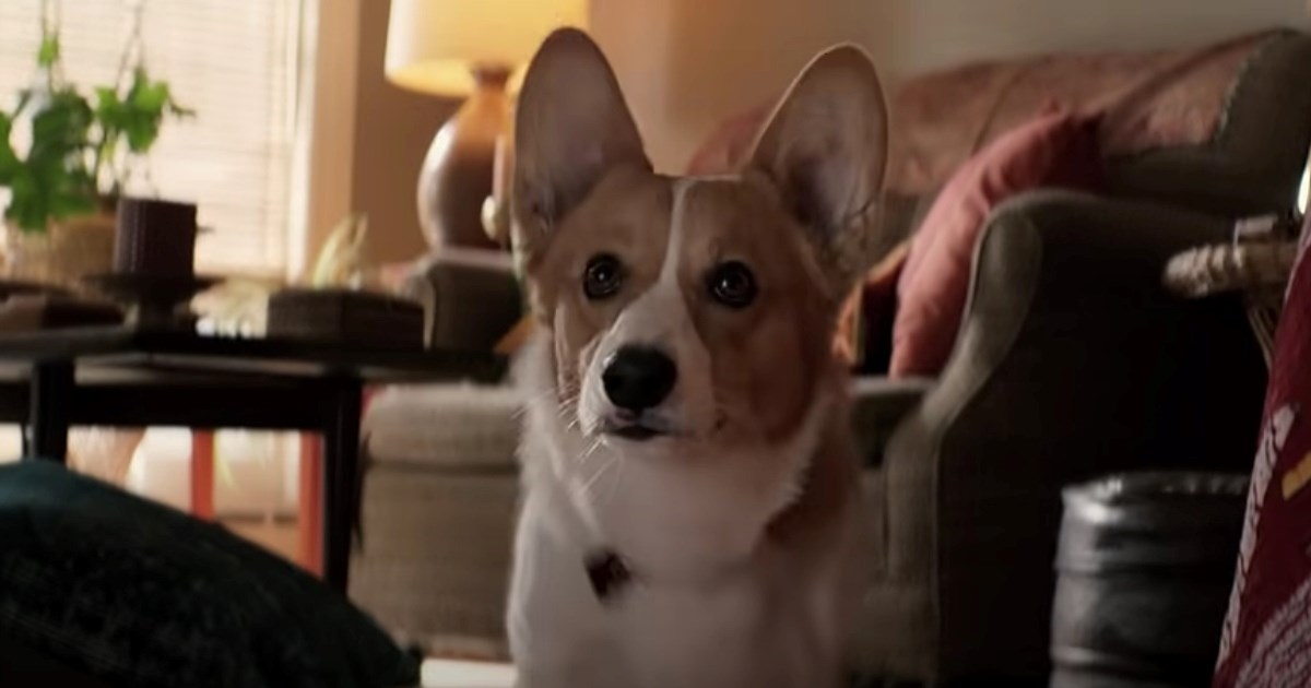 Zašto psi štucaju? Evo koji su mogući uzroci i kako im možete pomoći