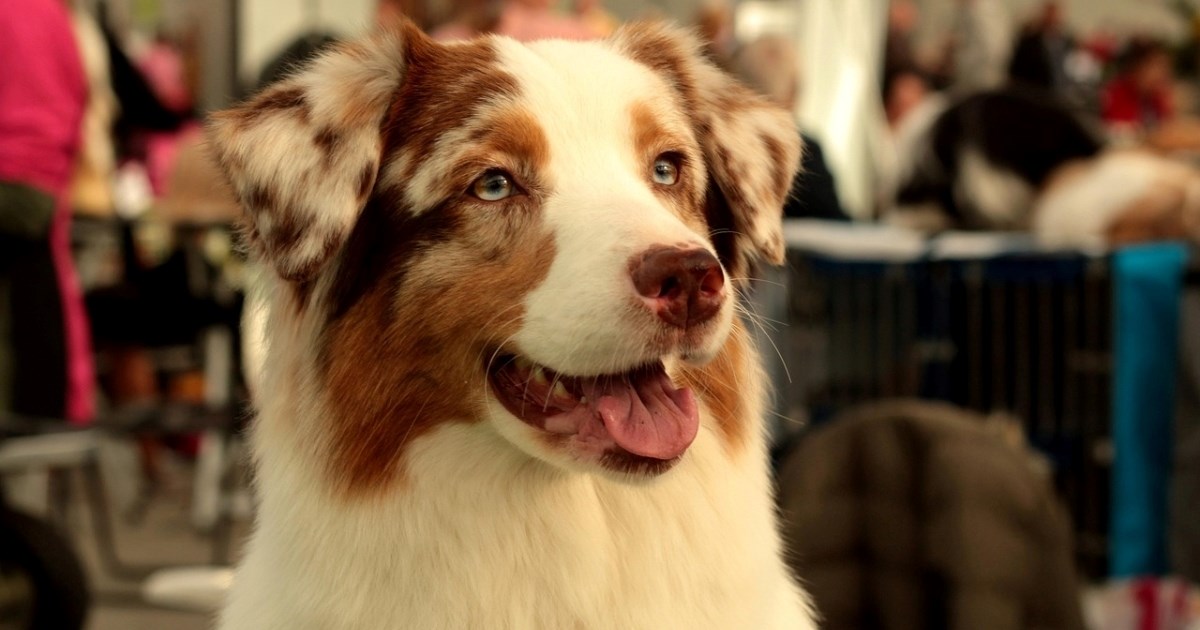 Ova pasmina psa prepoznaje svaku vašu laž - i zna kada glumite