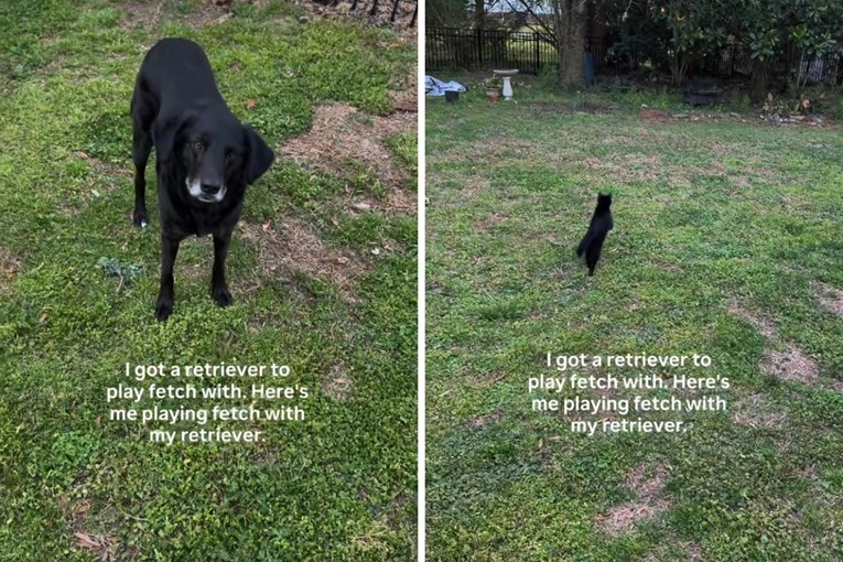 VIDEO Vlasnica bacila lopticu psu, ali mačka je ukrala show