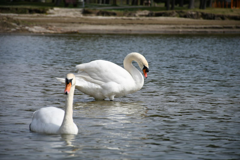 Ministarstvo poziva na oprez: Ptičja gripa širi se među divljim pticama
