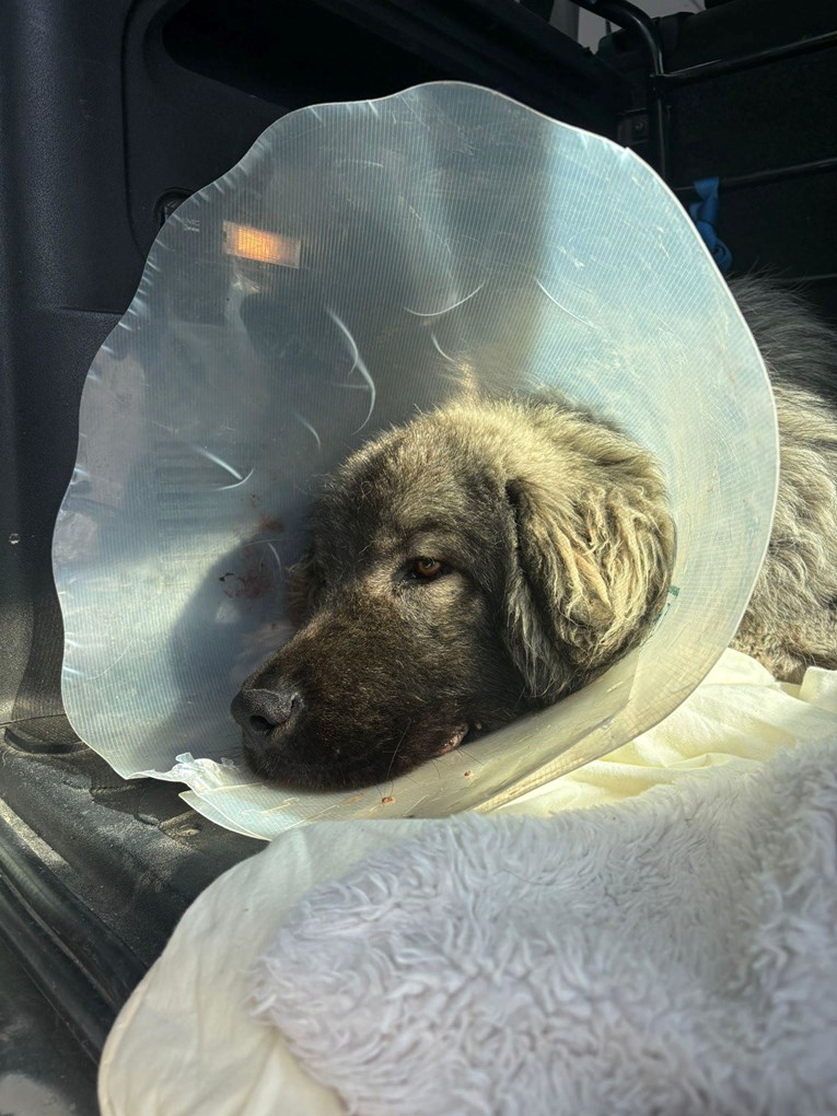 Pas Medo se bori za život. Volonteri mole za pomoć: "Koštat će bar 7000 eura"