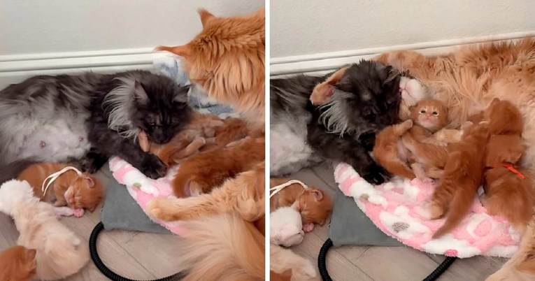 Maine Coon mačka pomaže sestri s mačićima, prizor je presladak