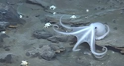DNA hobotnice otkrio što se dogodilo na Antarktici prije 120.000 godina