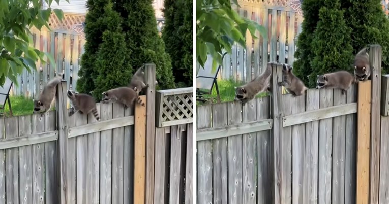 VIDEO Žena je pogledala kroz prozor i ugledala presladak prizor na ogradi