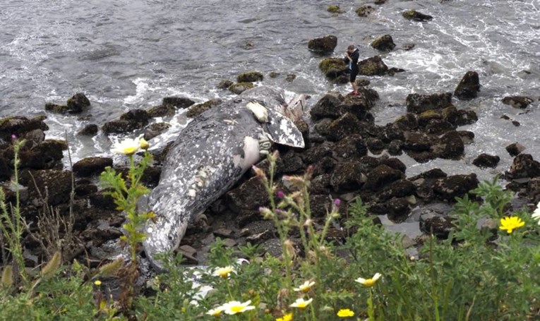 Mladi sivi kit pronađen mrtav u rijeci u Washingtonu. Bio je pothranjen
